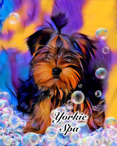 YORKIE SPA SHAMPOO,BEST YORKIE HAIR CONDITIONER,EXOTIC YORKIE PUPPIES, SPARKLE AND SHINE GROOMING PRODUCTS,ORGANIC DOG GROOMING PRODUCTS.